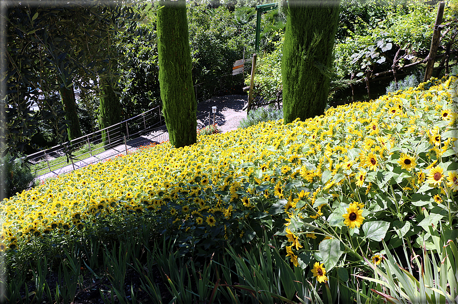 foto Giardini Trauttmansdorff - Giardini del Sole